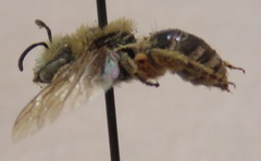 Apidae