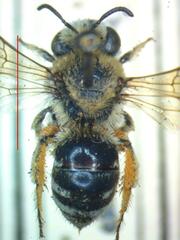 Apidae