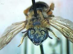 Apidae