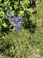 Eryngium planum