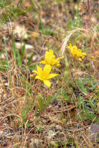 Hypericum thasium (Hypericum thasium)