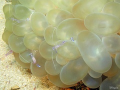 Ancylomenes sarasvati