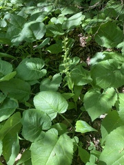 Dactylorhiza viridis