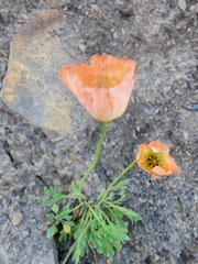 Papaver nudicaule