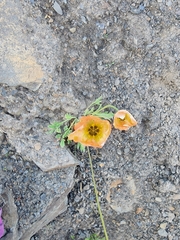 Papaver nudicaule