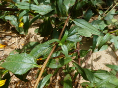 Helianthus gracilentus