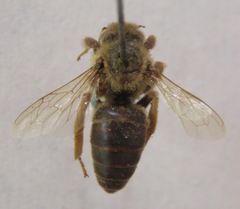 Apidae