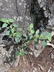 Triumfetta tomentosa