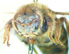 Apidae