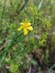 Hypericum tenuifolium