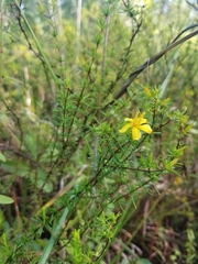 Hypericum tenuifolium
