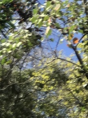 Parides burchellanus