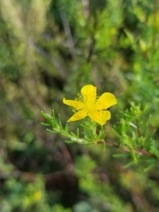 Hypericum tenuifolium