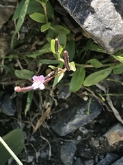Epilobium clavatum