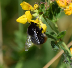 Bombus lapidarius