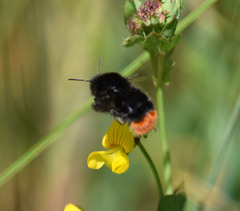 Bombus lapidarius