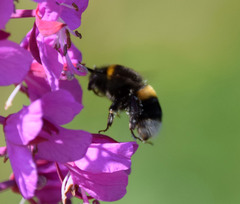 Bombus terrestris
