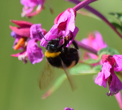 Bombus terrestris