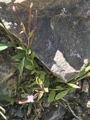 Epilobium clavatum