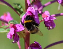 Bombus terrestris