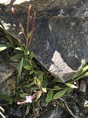 Epilobium clavatum