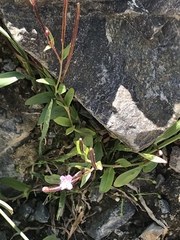 Epilobium clavatum