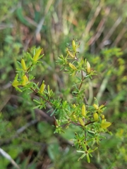 Hypericum tenuifolium