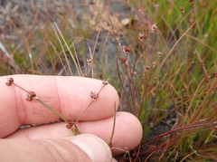 Juncus supiniformis