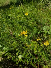 Hypericum tenuifolium