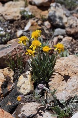 Packera werneriifolia