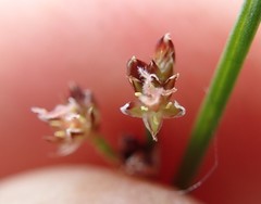 Juncus supiniformis