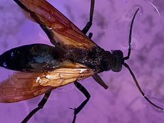 Pepsis grossa