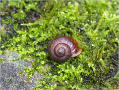 Cyclophorus formosaensis