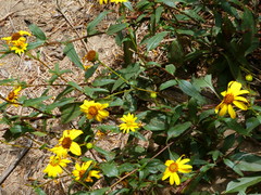 Helianthus gracilentus