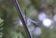 Pachydiplax longipennis