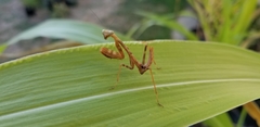 Stagmomantis