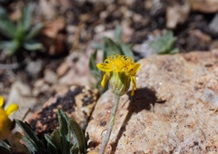 Packera werneriifolia