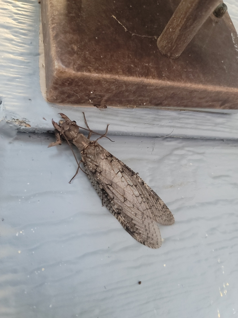 Eastern Dobsonfly from Bella Vista, AR 72715, USA on July 19, 2022 at ...