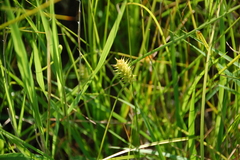 Carex bullata