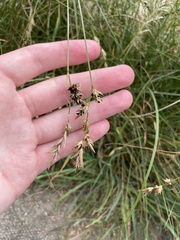 Anthracoidea arenariae