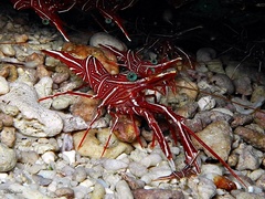 Rhynchocinetes durbanensis