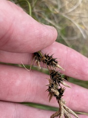 Anthracoidea arenariae