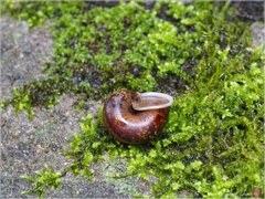 Cyclophorus formosaensis