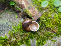 Cyclophorus formosaensis