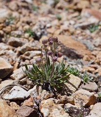 Packera werneriifolia