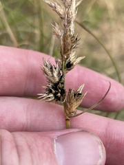 Anthracoidea arenariae