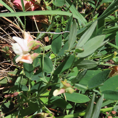 Lathyrus laetivirens