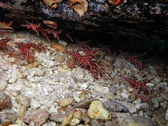 Rhynchocinetes durbanensis