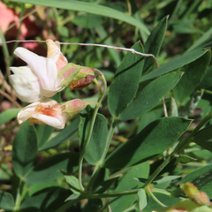 Lathyrus laetivirens