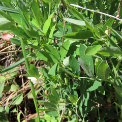 Lathyrus laetivirens